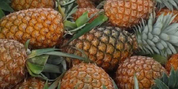 Legislator PKS Dorong Kemitraan Koperasi, Petani, dan Korporasi Perkuat Industri Nanas Subang