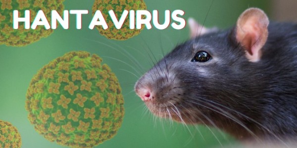 WHO Soroti Klaster Hantavirus di Kapal Pesiar, Ini Lima Perkembangan Terbaru