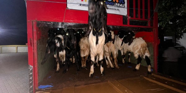 Barantin Gagalkan Pengiriman 50 Kambing Tanpa Dokumen ke Denpasar