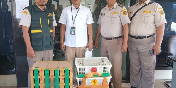 Disembunyikan di Truk dari Balikpapan, 69 Burung Tanpa Dokumen Diamankan Karantina Jatim