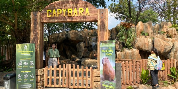 Solo Safari Hadirkan Capybara, Jadi Daya Tarik Baru Libur Panjang HUT RI ke-81