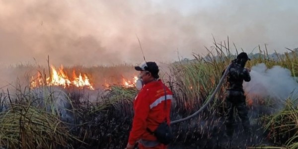 673 Hektare TN Way Kambas Terbakar, Seluruh Gajah Sumatra Terpantau Aman