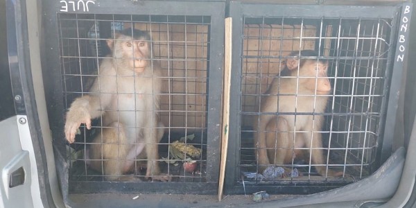 Waspadai Risiko Hepatitis B Hingga Monkeypox, Karantina Jatim Perketat Lalu Lintas Monyet di 27 Titik